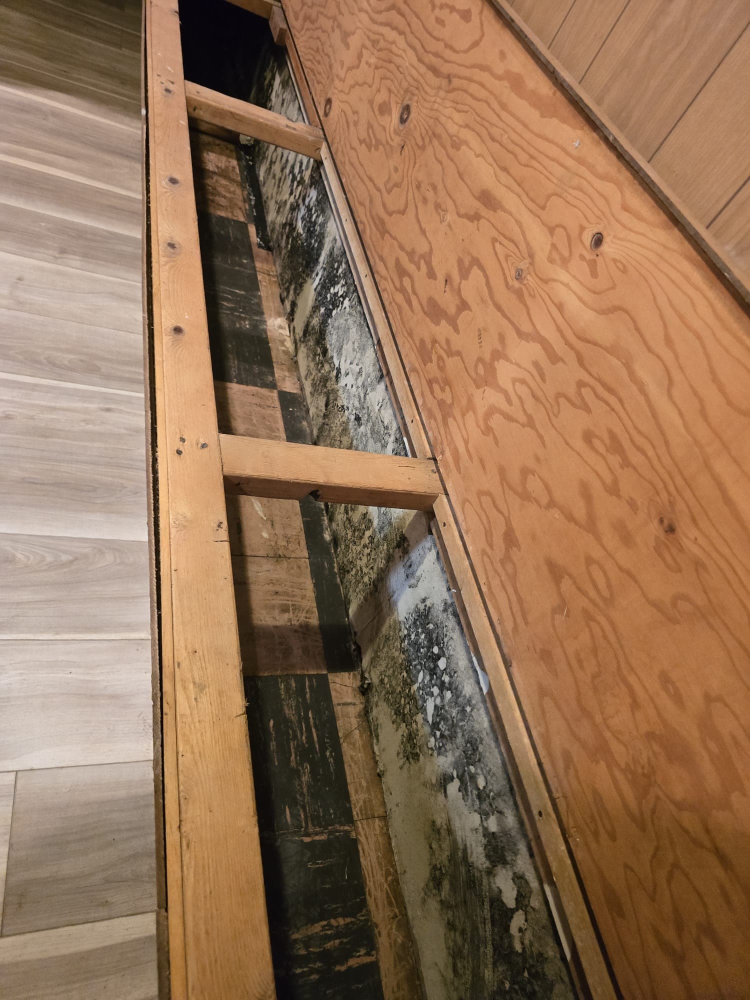 Removed paneling revealing widespread mold growth on sheathing inside a wall cavity